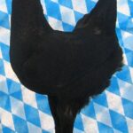 Huhntaubenparade_38