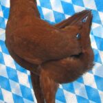 Huhntaubenparade_39