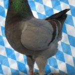 Huhntaubenparade_3