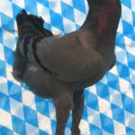 Huhntaubenparade_40