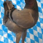 Huhntaubenparade_41