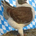 Huhntaubenparade_43