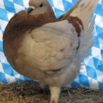 Huhntaubenparade_44
