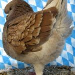 Huhntaubenparade_45