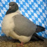 Huhntaubenparade_46