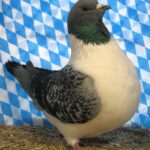 Huhntaubenparade_47