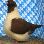 Huhntaubenparade_50