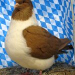 Huhntaubenparade_51