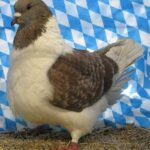 Huhntaubenparade_52