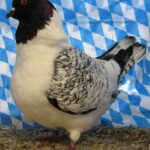 Huhntaubenparade_53