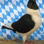 Huhntaubenparade_55