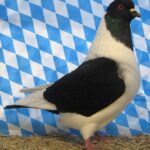 Huhntaubenparade_56