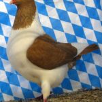 Huhntaubenparade_58