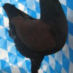 Huhntaubenparade_5