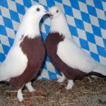Huhntaubenparade_64