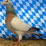 Huhntaubenparade_66
