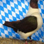 Huhntaubenparade_68