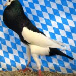 Huhntaubenparade_69