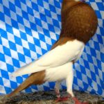 Huhntaubenparade_70