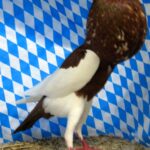 Huhntaubenparade_71