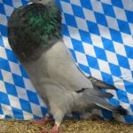 Huhntaubenparade_72