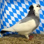 Huhntaubenparade_73