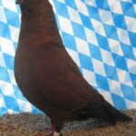 Huhntaubenparade_75