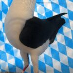 Huhntaubenparade_76