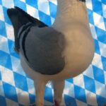 Huhntaubenparade_77