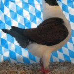 Huhntaubenparade_78