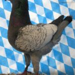Huhntaubenparade_9
