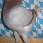 Stämme + Einzel