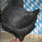 Stämme + Einzel