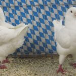 Stämme+Einzel