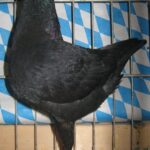 Stämme+Einzel