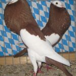 Stämme+Einzel