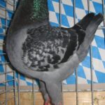 Stämme+Einzel
