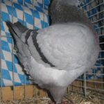 Stämme+Einzel