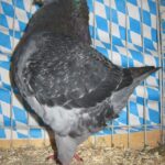 Stämme+Einzel