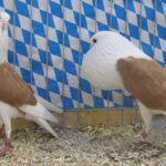 Stämme+Einzel