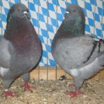 Stämme+Einzel
