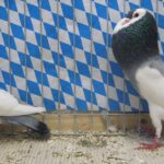 Stämme+Einzel