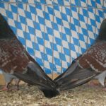 Stämme+Einzel