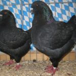 Stämme+Einzel