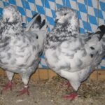 Stämme+Einzel