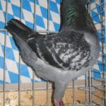 Stämme+Einzel