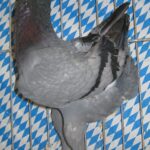 Stämme+Einzel