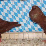 Stämme+Einzel